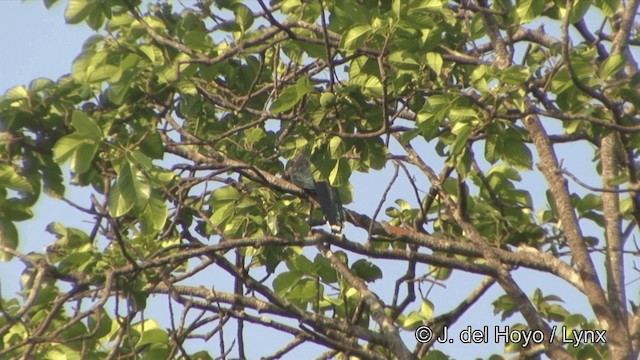 Green-billed Malkoha - ML201329521