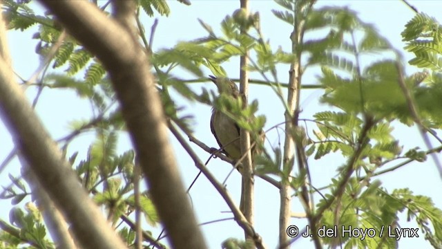 Stripe-throated Bulbul - ML201329581