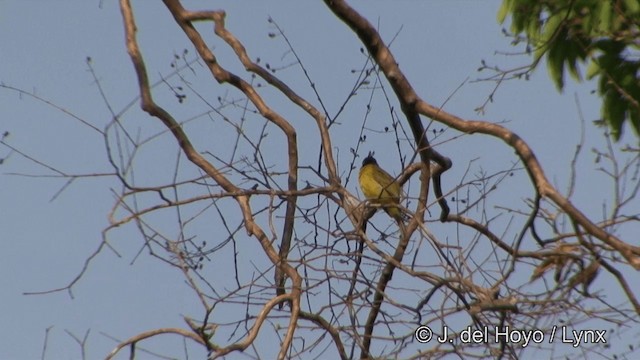 Bulbul à huppe noire - ML201329591