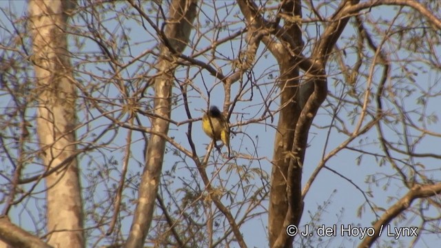 Bulbul à huppe noire - ML201329601