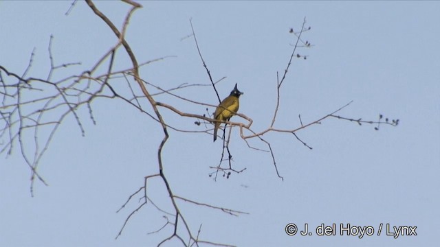 Black-crested Bulbul - ML201329611