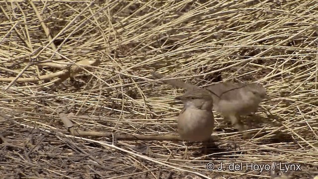 Common Babbler - ML201329661