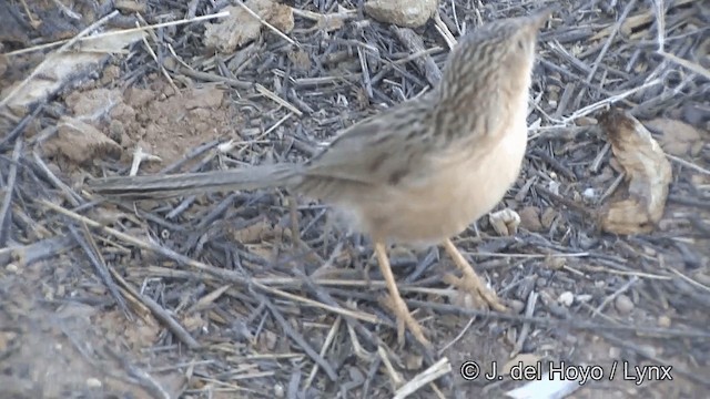 Common Babbler - ML201329671