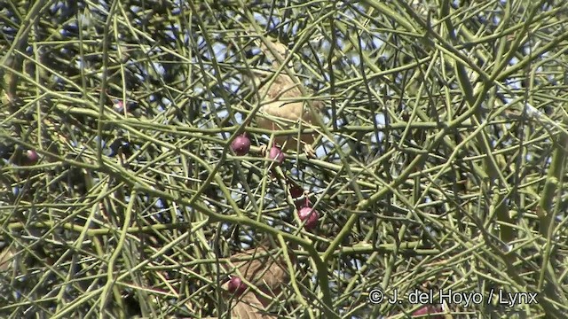 Common Babbler - ML201329681