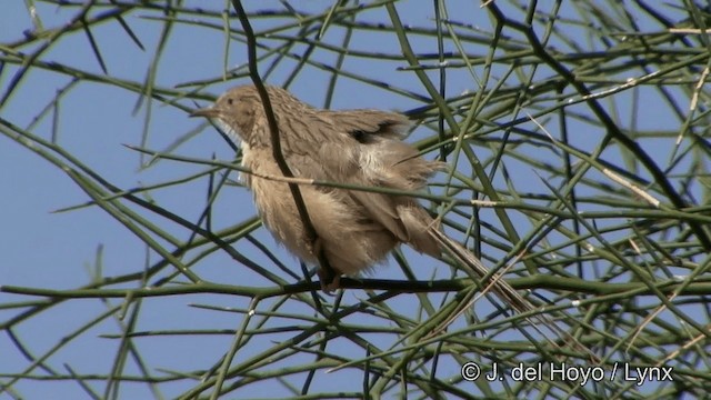 Common Babbler - ML201329691