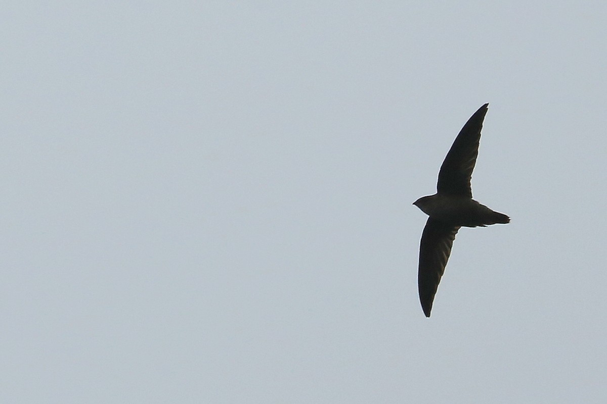 Chimney Swift - Tim Lenz