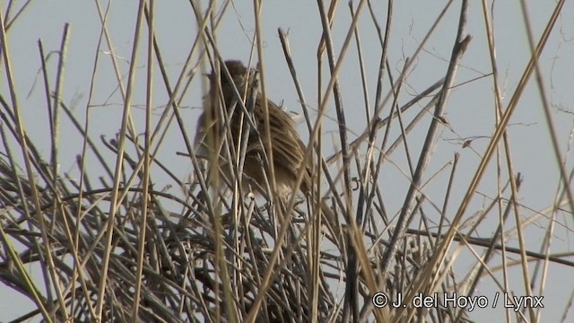 Prinia délicate - ML201329751