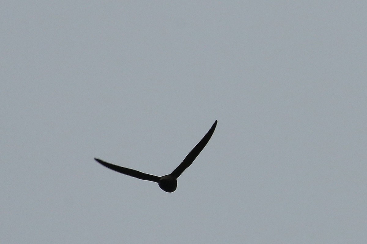 Chimney Swift - ML20132981