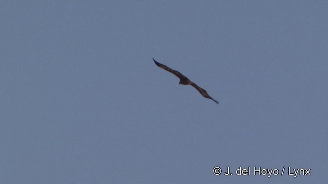 ソウゲンワシ - ML201329811