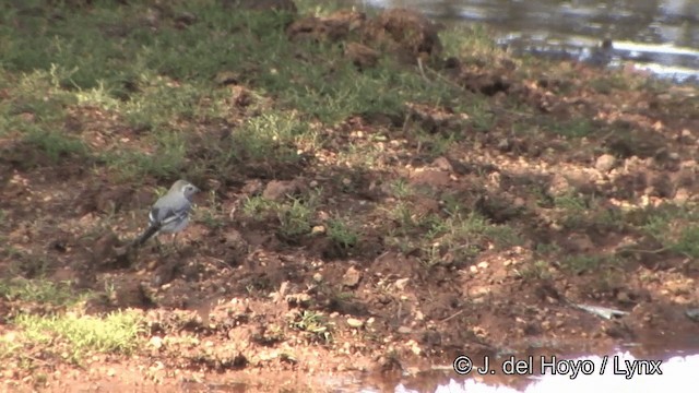 White Wagtail (Hodgson's) - ML201329881