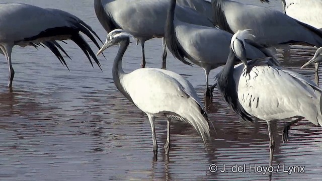 Demoiselle Crane - ML201330121