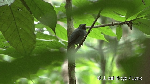 Dusky-throated Antshrike - ML201330201