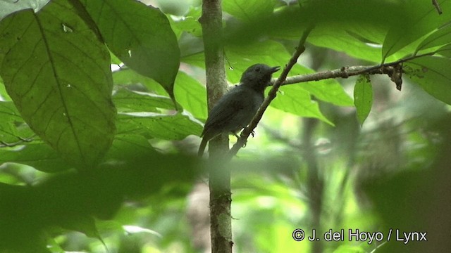 Dusky-throated Antshrike - ML201330211