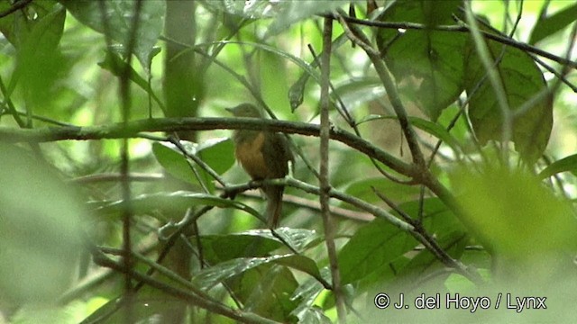 Cinereous Antshrike - ML201330251