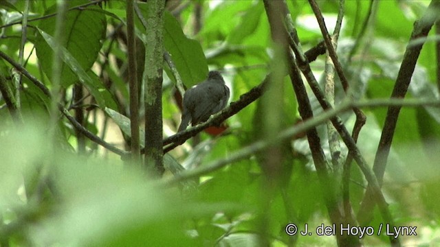 Cinereous Antshrike - ML201330261