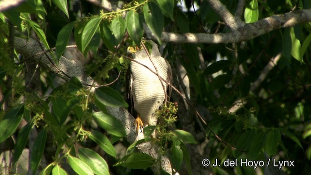 Tiny Hawk - ML201330281