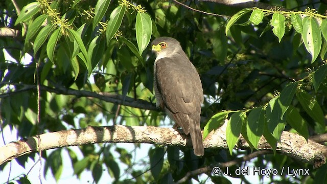 ヒメハイタカ - ML201330291