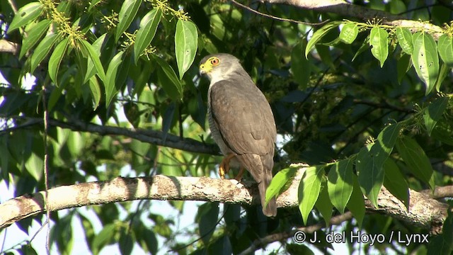 Tiny Hawk - ML201330301