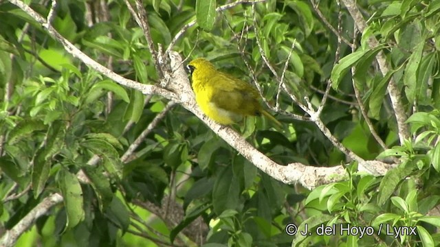 Yellow-green Grosbeak - ML201330321