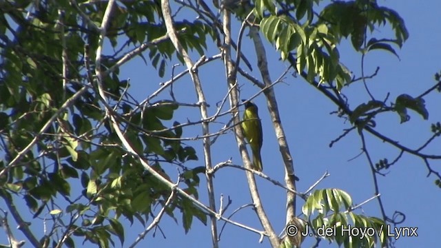 Yellow-green Grosbeak - ML201330331