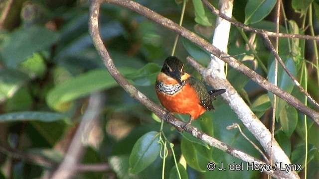 Green-and-rufous Kingfisher - ML201330341