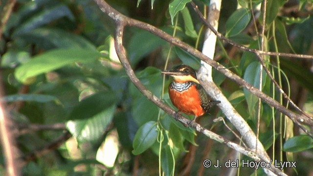 Green-and-rufous Kingfisher - ML201330351