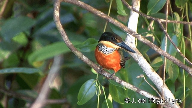 Green-and-rufous Kingfisher - ML201330361