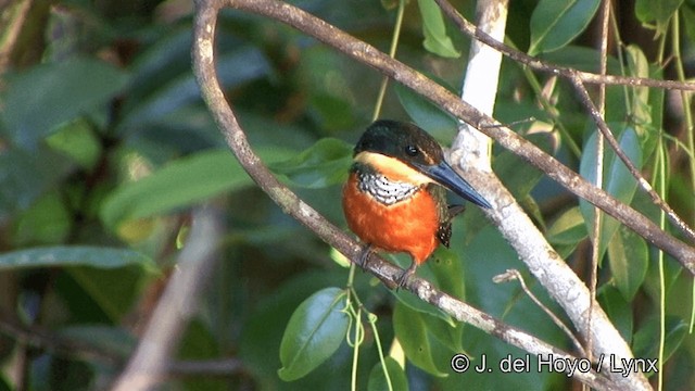 Green-and-rufous Kingfisher - ML201330371