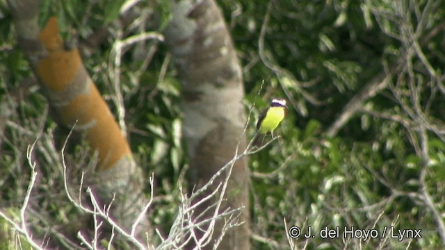 Yellow-throated Flycatcher - ML201330391