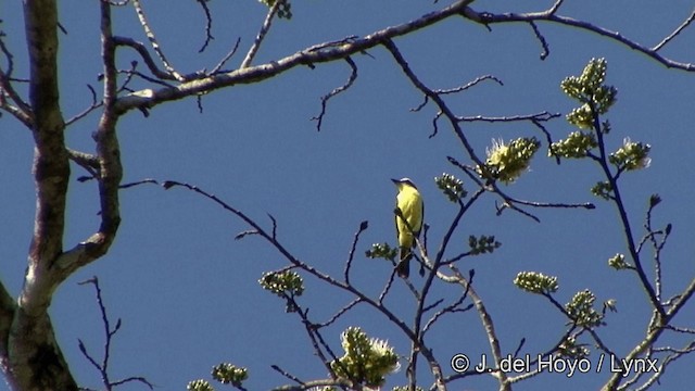 Yellow-throated Flycatcher - ML201330401