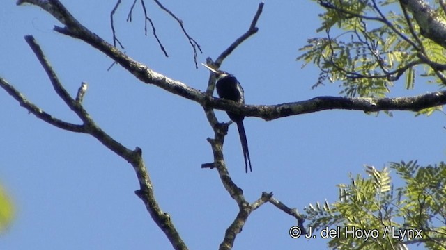 Jacamar à longue queue - ML201330491