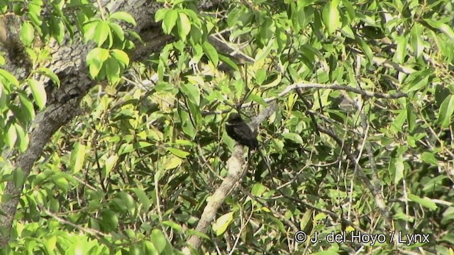 Jacamar à longue queue - ML201330501