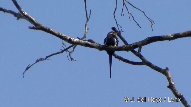 Jacamar à longue queue - ML201330511