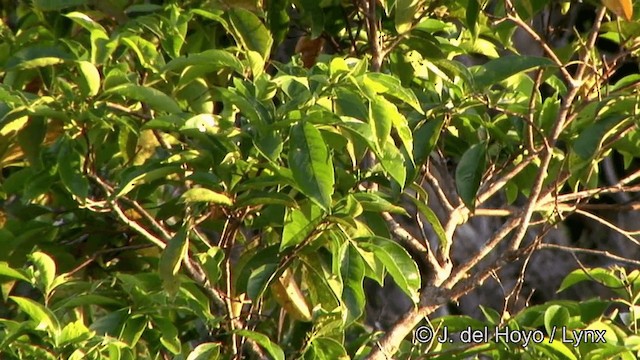 Yellow-backed Tanager - ML201330531