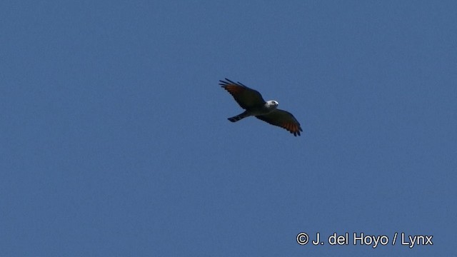 Plumbeous Kite - ML201330541