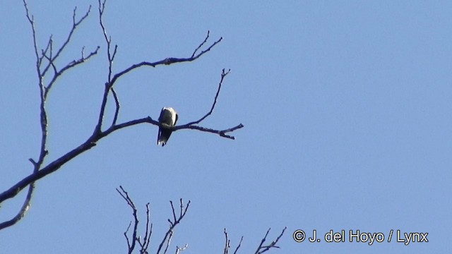 White-thighed Swallow - ML201330561