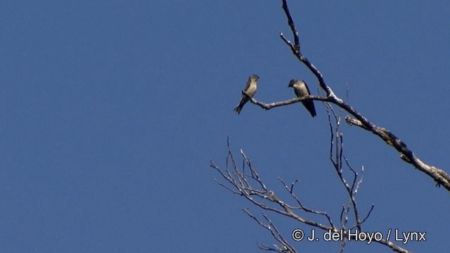 Hirondelle à cuisses blanches - ML201330571