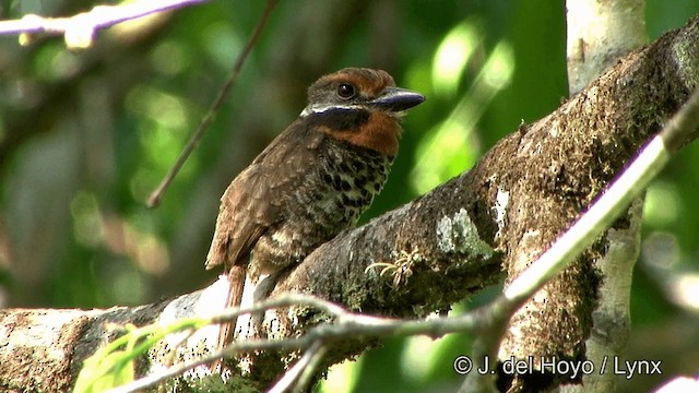 Spotted Puffbird - ML201330581