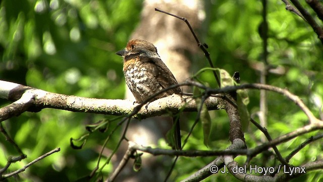 Spotted Puffbird - ML201330591
