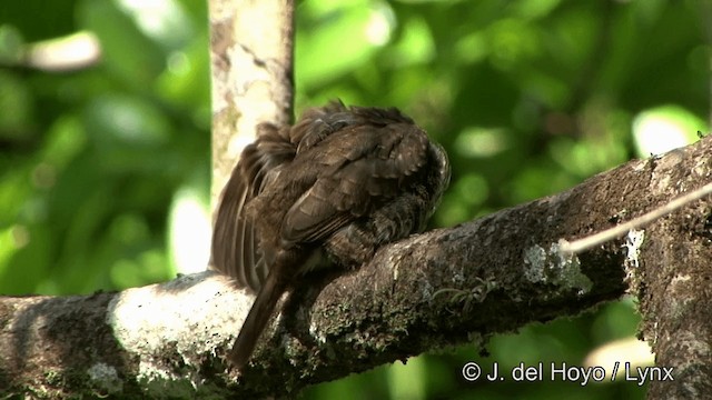 Spotted Puffbird - ML201330601