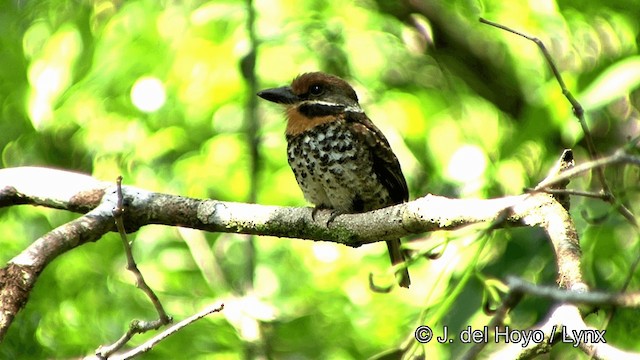 Spotted Puffbird - ML201330611