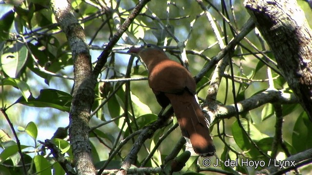 Black-bellied Cuckoo - ML201330621