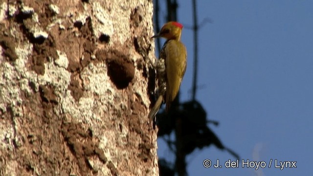 Yellow-throated Woodpecker - ML201330641