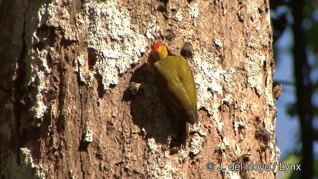 Дятел-смугань жовтогорлий - ML201330651