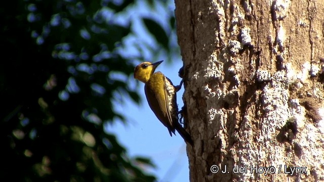 Yellow-throated Woodpecker - ML201330661
