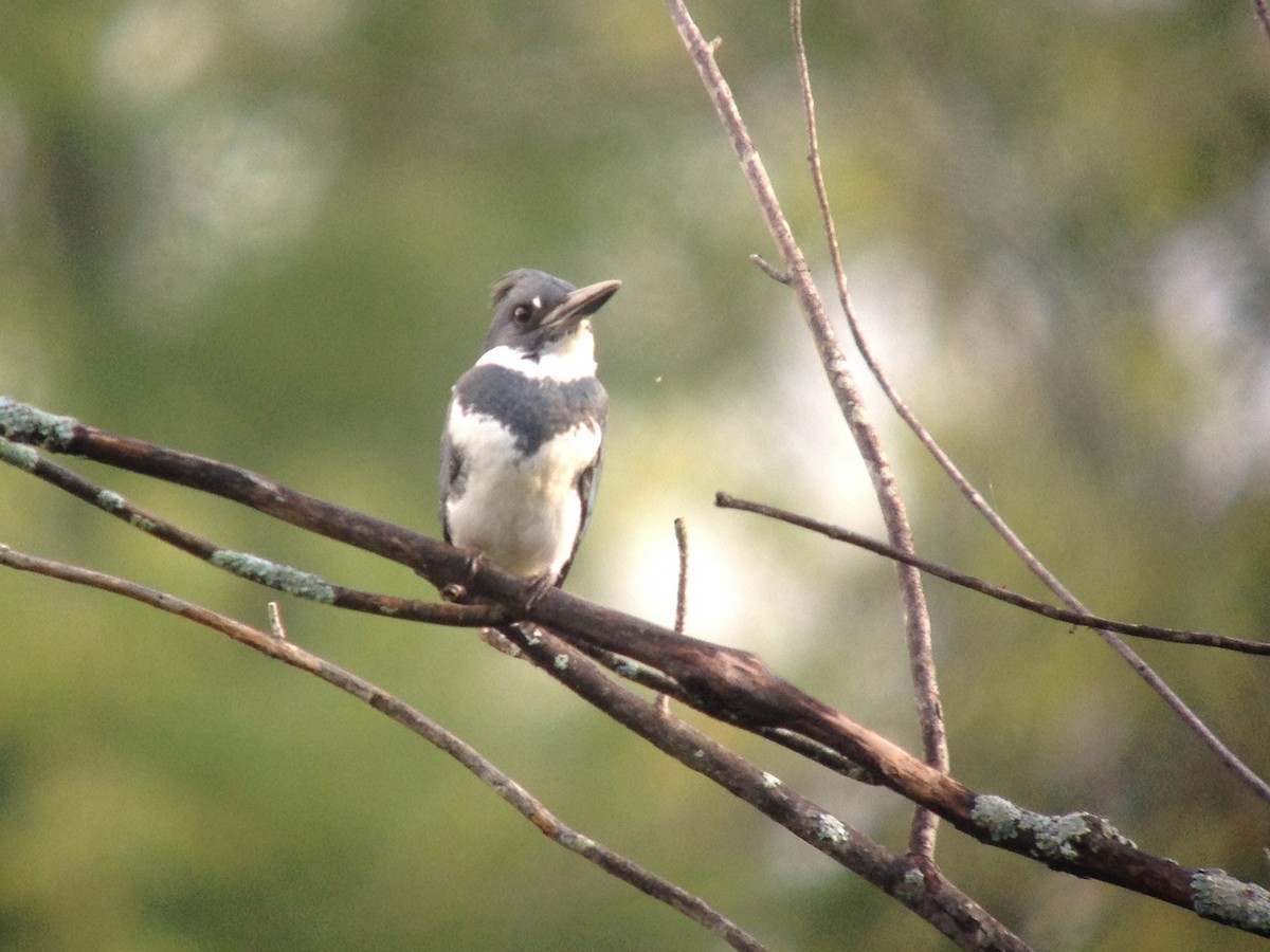 Belted Kingfisher - Larry Therrien