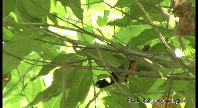 White-capped Monarch - ML201330821