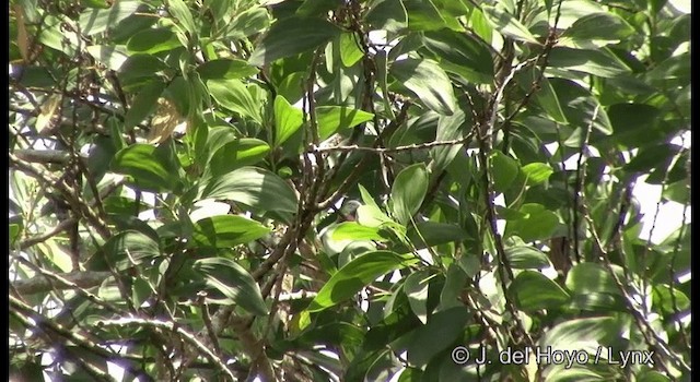 Красногрудый фруктовый голубь - ML201330851