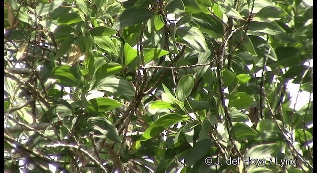 Tilopo Pechirrojo - ML201330851