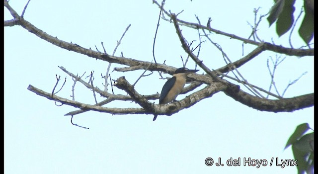 ledňáček melanéský (ssp. alberti) - ML201330901